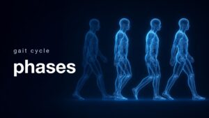 歩行周期の各相を示す半透明の人体4体が連続して歩く様子（gait cycle phases）