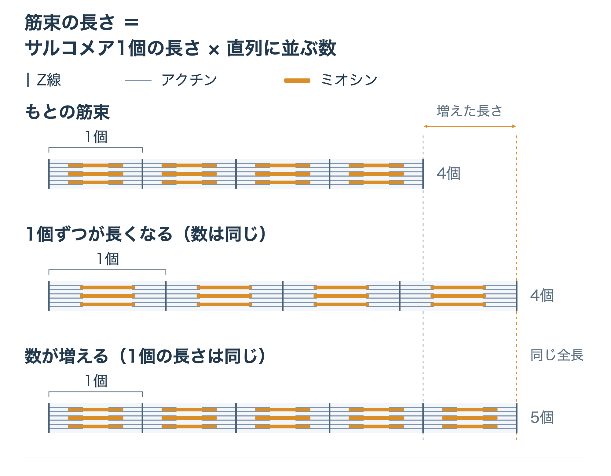 筋束の長さ＝サルコメア1個の長さ×直列に並ぶ数。1個が長くなる場合と数が増える場合の模式図